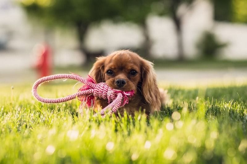 Investment Property Owners - are you missing out on potential extra income by not allowing pets? Investment Property Owners - are you missing out on potential extra income by not allowing pets?